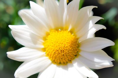 Close-up of daisy flowers