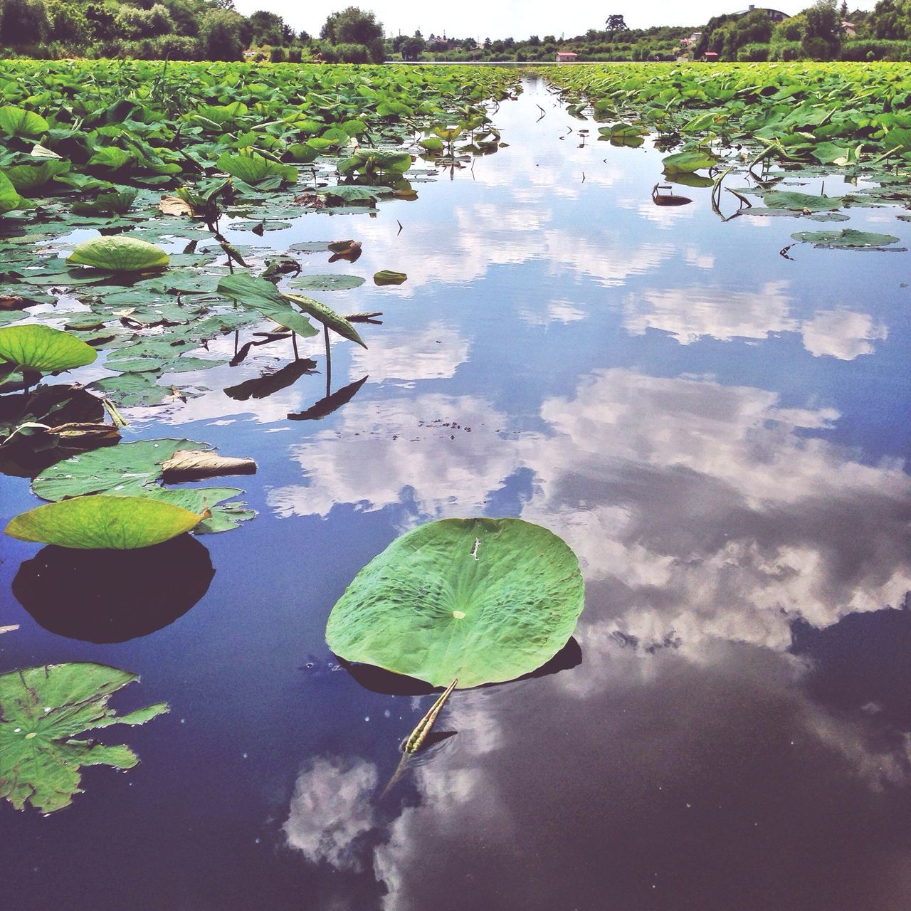 Lotus leaves on calm lake