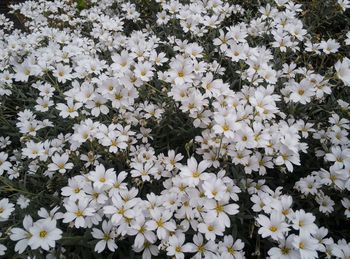 High angle view of white flowering plants