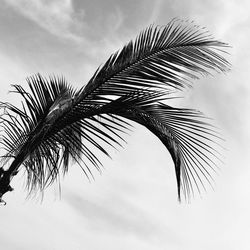 Low angle view of palm tree against sky