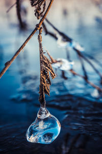 Close-up of twig hanging on branch against sea