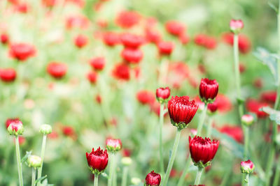 Close-up of red flowering plants