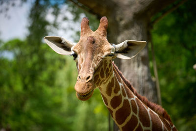 Close-up of giraffe