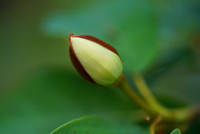 Close-up of flower bud