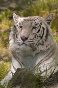 Close-up of white tiger sitting on field