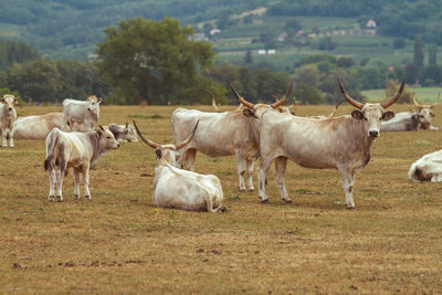 Typical, traditional hungarian grey bulls portrait