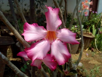 Close-up of pink flower blooming outdoors