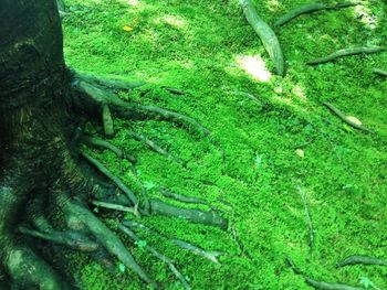 Trees growing in forest