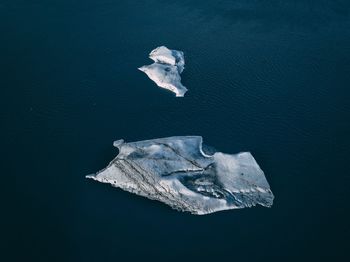 High angle view of jellyfish swimming in sea