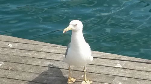 High angle view of seagull perching on pier