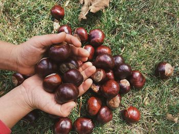 High angle view of hand holding berries