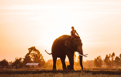 View of elephant on field during sunset