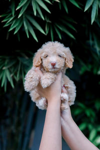 Midsection of person holding small dog