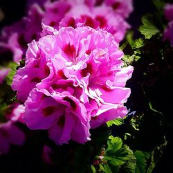 Close-up of pink flowers