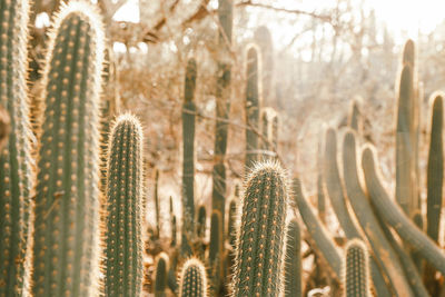 Close-up of cactus plants growing in forest