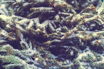 Christmas background - branches, toys, snow.