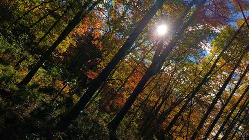 Low angle view of trees