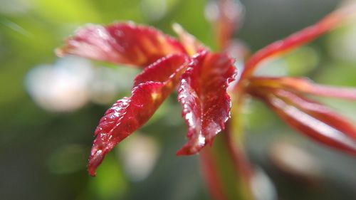 Close-up of water drops on red flower