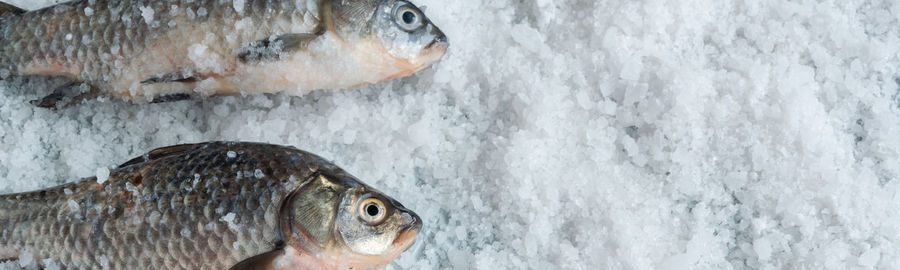 Close-up of fish in ice