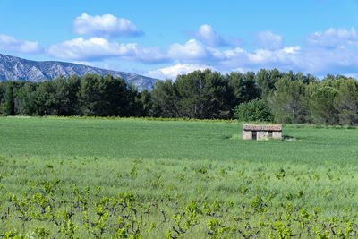 Scenic view of agricultural field against sky