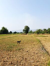 Scenic view of field against clear sky