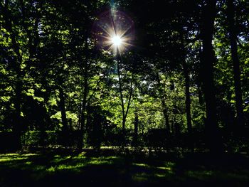 Low angle view of trees in forest