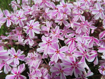 High angle view of pink flowering plants