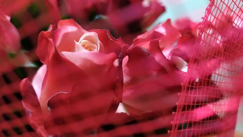 Close-up of pink roses