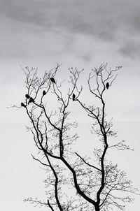 Low angle view of silhouette bare tree against sky