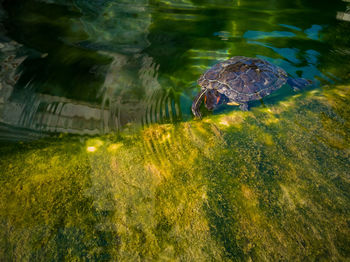 View of turtle swimming in a fountain
