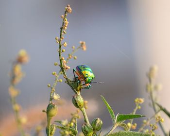 Close-up of insect on plant