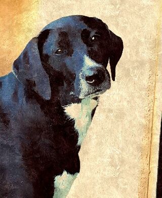 PORTRAIT OF DOG