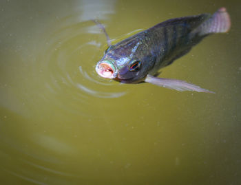 High angle view of fish swimming in lake