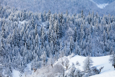 Aerial view of snow covered mountain