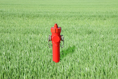 Red fire hydrant on field