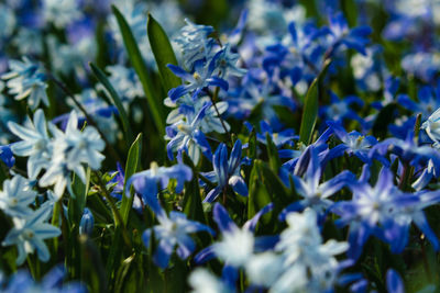 Close-up of purple flowering plants on field