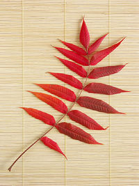 Acacia leaves in fall colors against a straw mat