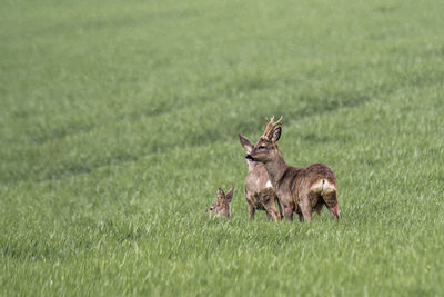 Deer on a field