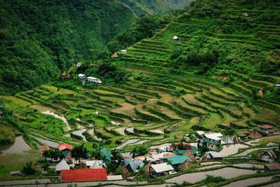 High angle view of rice paddy