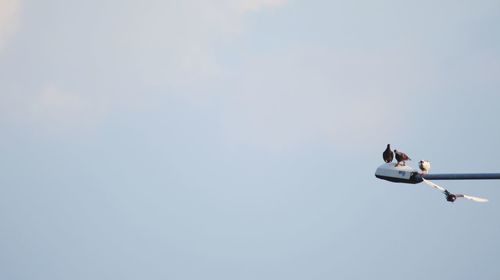 Low angle view of birds against sky