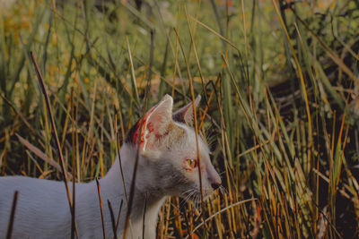 Close-up of a cat in field