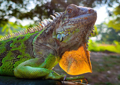 Close-up of a lizard