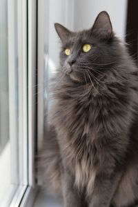 Close-up of a cat looking away