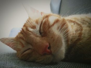 Close-up of cat sleeping