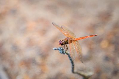 Close-up of dragonfly on plant