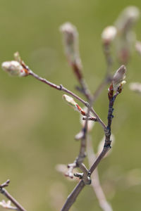 twig