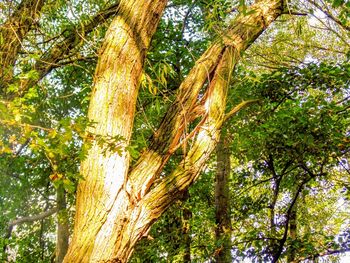 Low angle view of trees in forest