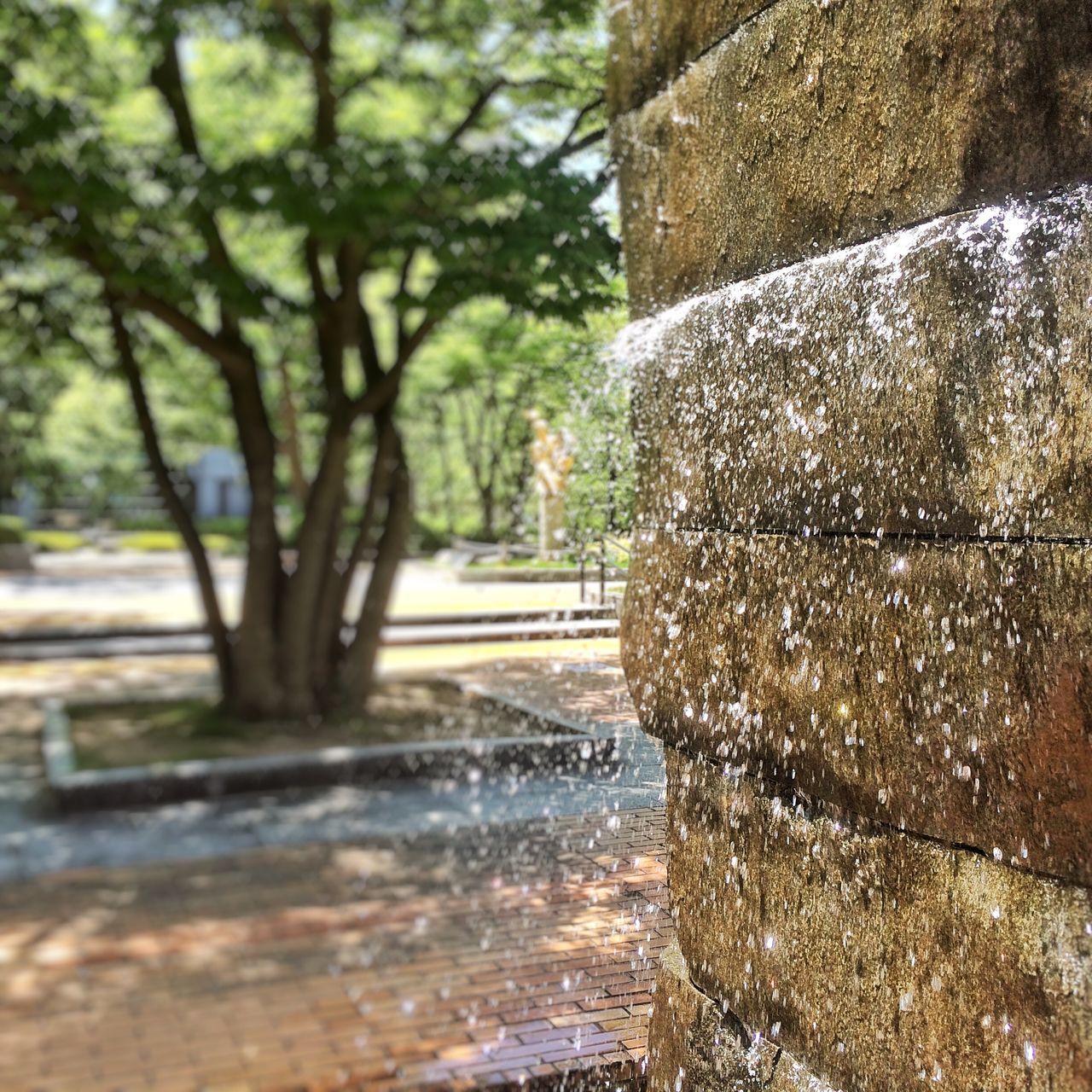 tree, water, nature, day, plant, motion, focus on foreground, no people, architecture, fountain, wet, outdoors, park, built structure, drop, flowing water, park - man made space, close-up, flowing, rain, spraying