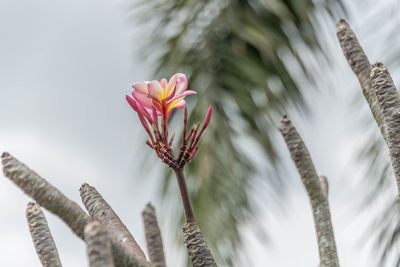 Close-up of flowering plant