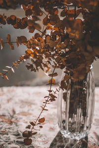 Close-up of plants against blurred background